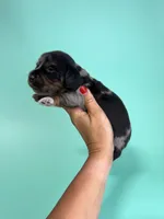 Carl , a  Miniature Dachshund for sale in Dora, MO – 1 of 4