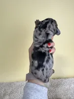 Sarah, a female Miniature Dachshund for sale in Dora, MO – 2 of 3