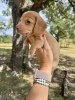 Madden, a male Miniature Dachshund for sale in Dora, MO – 1 of 3