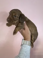 Bessie, a female Miniature Dachshund for sale in Dora, MO – 3 of 4