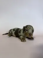 Maggie, a female Dachshund for sale in Dora, MO – 4 of 6