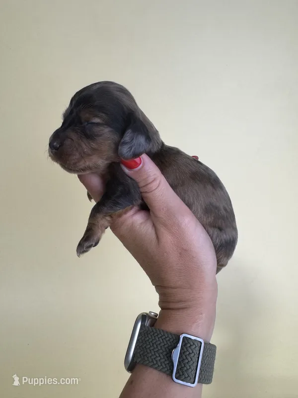 Fiona  – Miniature Dachshund puppy for sale in Dora, MO