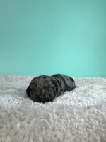 Sawyer, a male Miniature Dachshund for sale in Dora, MO – 3 of 5