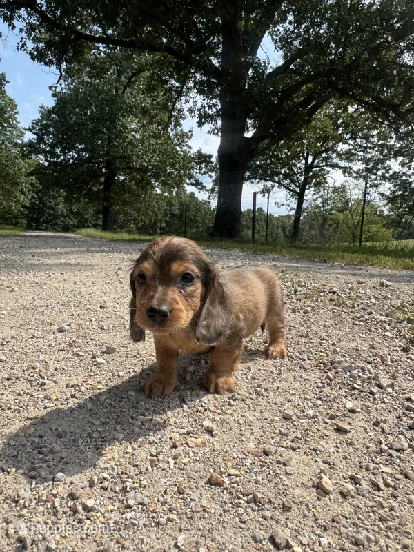 Fiona  – Miniature Dachshund puppy for sale in Dora, MO