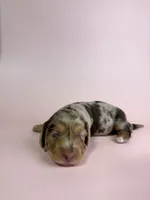 Daisy, a female Miniature Dachshund for sale in Dora, MO – 2 of 4