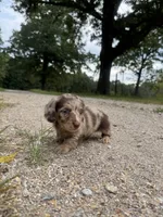 Gerald, a male Miniature Dachshund for sale in Dora, MO – 5 of 6