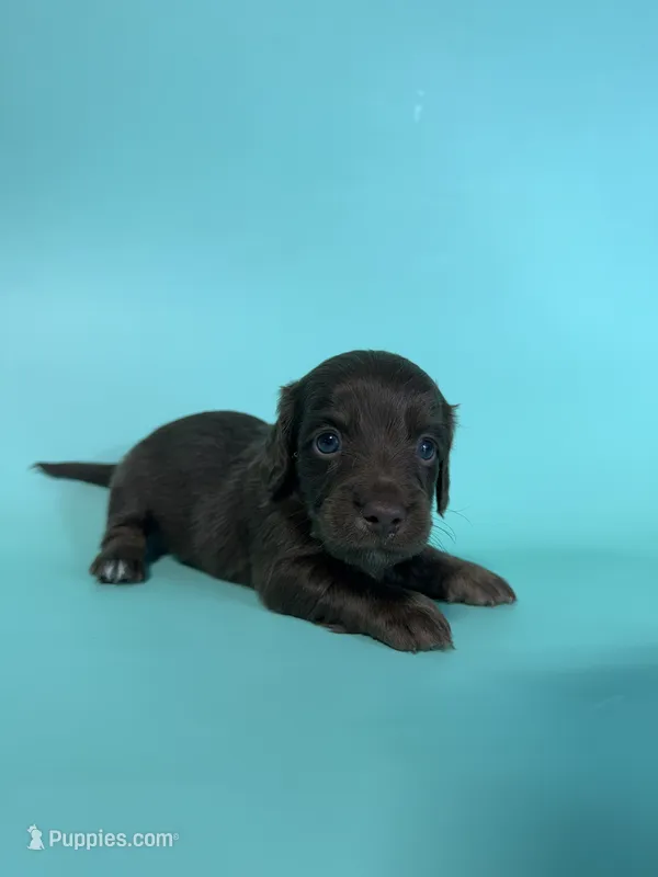 Macoy – Dachshund puppy for sale in Dora, MO