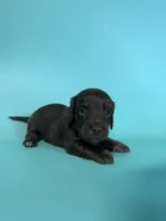 Macoy, a male Dachshund for sale in Dora, MO – 1 of 3