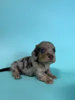 Madden, a male Miniature Dachshund for sale in Dora, MO – 7 of 8