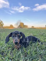 Miranda, a female Miniature Dachshund for sale in Dora, MO – 2 of 6