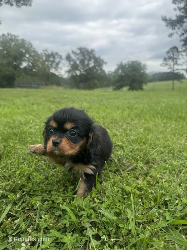 Daisy  – Cavalier King Charles Spaniel puppy for sale in Dora, MO