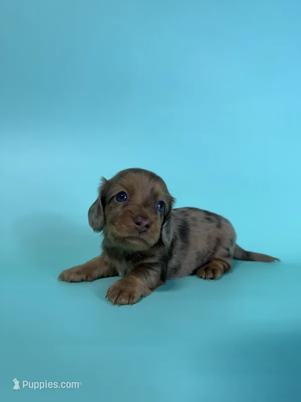 Mack – Dachshund puppy for sale in Dora, MO