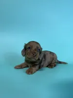 Mack, a male Dachshund for sale in Dora, MO – 1 of 6