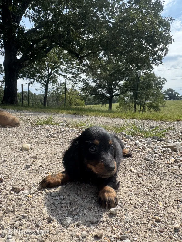 Faith  – Miniature Dachshund puppy for sale in Dora, MO