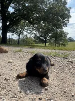 Faith , a female Miniature Dachshund for sale in Dora, MO – 1 of 4