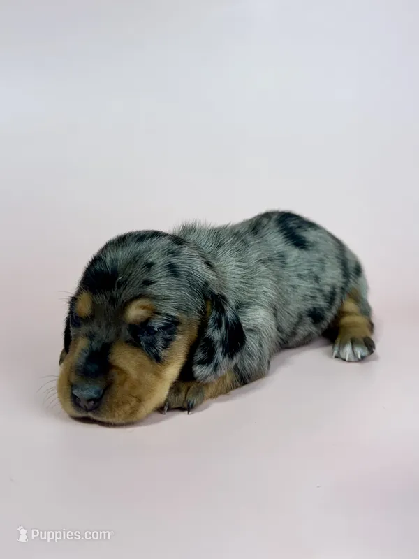 Carly  – Miniature Dachshund puppy for sale in Dora, MO
