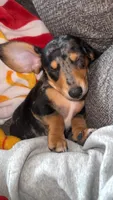 Cal, a male Miniature Dachshund for sale in Dora, MO – 2 of 3
