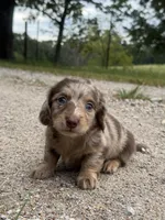 Gerald, a male Miniature Dachshund for sale in Dora, MO – 4 of 6