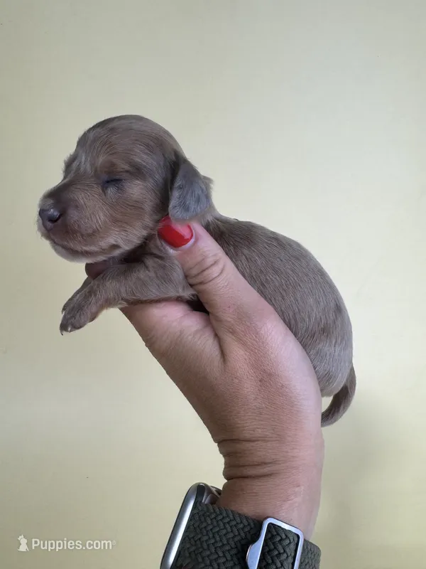 Farrah – Miniature Dachshund puppy for sale in Dora, MO
