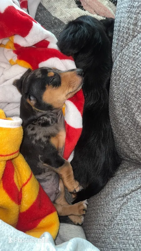 Cal – Miniature Dachshund puppy for sale in Dora, MO