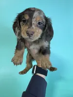 Brian, a male Miniature Dachshund for sale in Dora, MO – 3 of 4