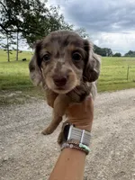 Ginny, a female Miniature Dachshund for sale in Dora, MO – 3 of 5