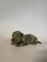 Macy, a female Miniature Dachshund for sale in Dora, MO – 3 of 7