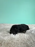 Sam, a male Miniature Dachshund for sale in Dora, MO – 1 of 3