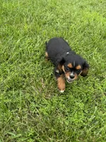Zoey, a female Cavalier King Charles Spaniel for sale in Dora, MO – 3 of 4