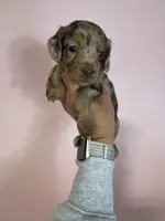 Maggie, a female Dachshund for sale in Dora, MO – 5 of 6