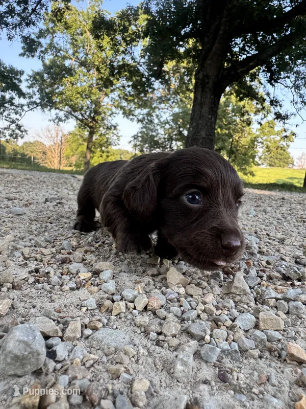 Emily  – Miniature Dachshund puppy for sale in Dora, MO