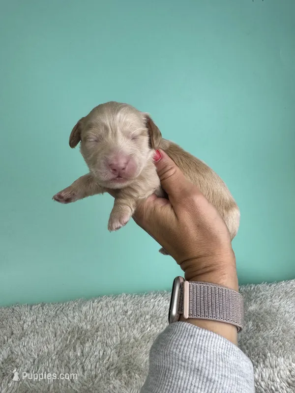 Silas  – Miniature Dachshund puppy on hold in Dora, MO