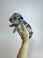 Delilah, a female Miniature Dachshund for sale in Dora, MO – 1 of 5