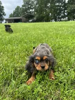 Zenon, a female Cavalier King Charles Spaniel for sale in Dora, MO – 4 of 4