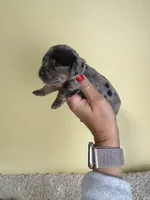Samara, a female Miniature Dachshund for sale in Dora, MO – 3 of 4