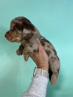 Madden, a male Miniature Dachshund for sale in Dora, MO – 3 of 8