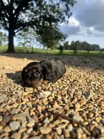 Callie, a female Miniature Dachshund for sale in Dora, MO – 1 of 6