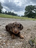 Georgia , a female Miniature Dachshund for sale in Dora, MO – 4 of 5