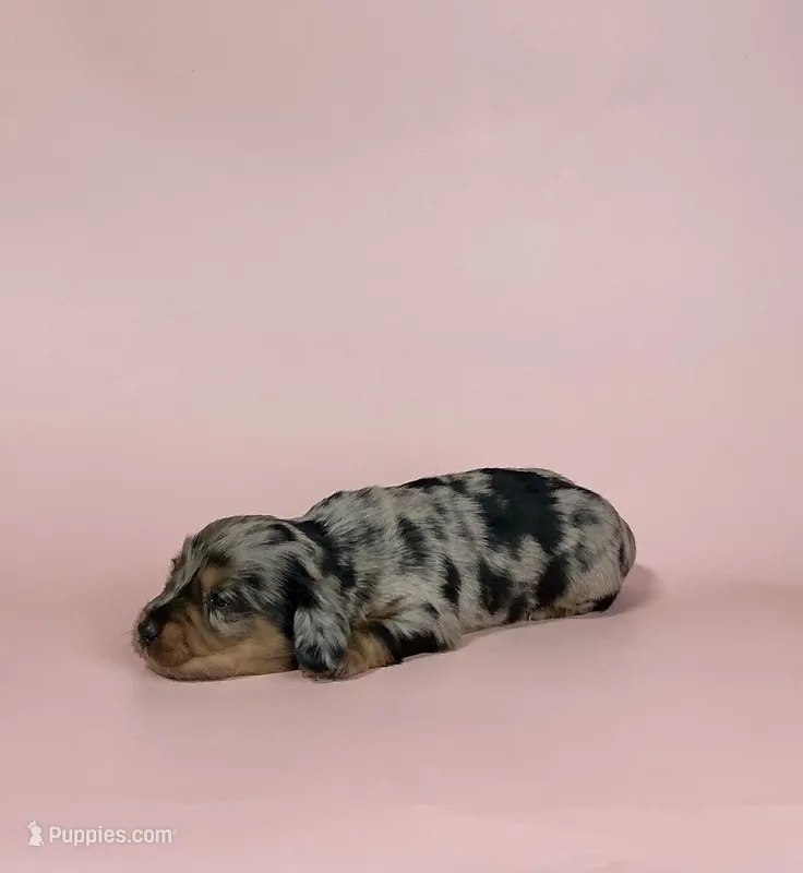Sarah – Miniature Dachshund puppy on hold in Dora, MO