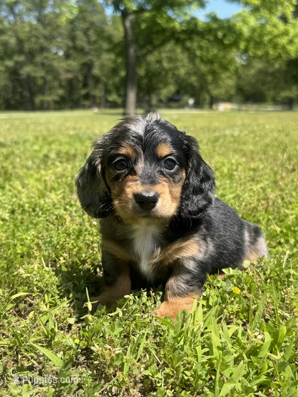 Cole – Miniature Dachshund puppy on hold in Dora, MO