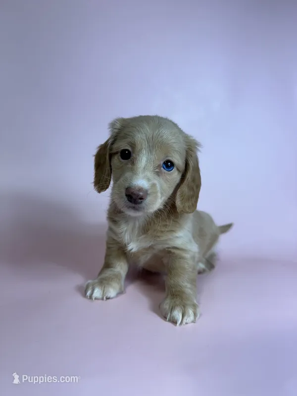 Kahla  – Miniature Dachshund puppy for sale in Dora, MO