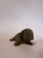Bessie, a female Miniature Dachshund for sale in Dora, MO – 2 of 4
