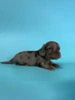 Mack, a male Dachshund for sale in Dora, MO – 2 of 6