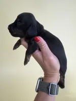 Faith , a female Miniature Dachshund for sale in Dora, MO – 2 of 3