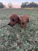 Evie , a female Miniature Dachshund for sale in Dora, MO – 4 of 5