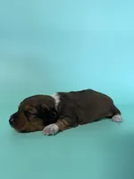 Kenny, a male Miniature Dachshund for sale in Dora, MO – Photo 1 of 4