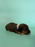 Kenny, a male Miniature Dachshund for sale in Dora, MO – Photo 3 of 4