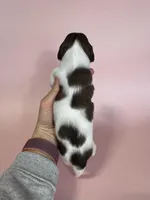 Miranda, a female Miniature Dachshund for sale in Dora, MO – 5 of 5
