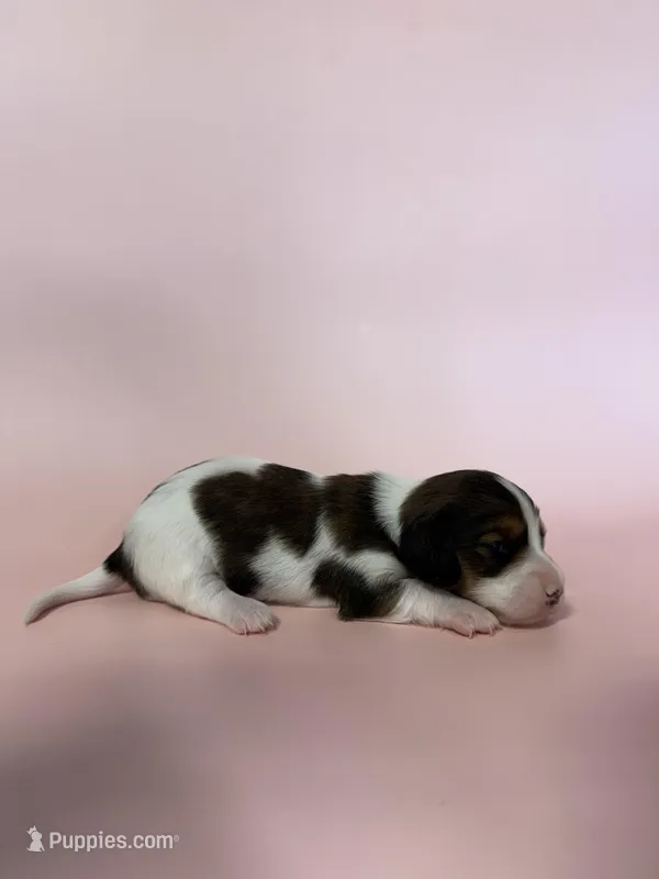 Miranda – Miniature Dachshund puppy for sale in Dora, MO
