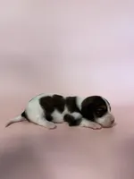 Miranda, a female Miniature Dachshund for sale in Dora, MO – 1 of 5